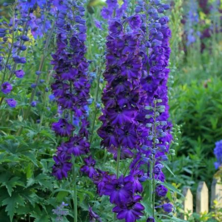 Picture of Magic Fountains Dark Blue Dark Bees Delphinium Plant