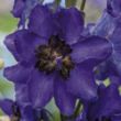 Picture of Magic Fountains Dark Blue Dark Bees Delphinium Plant