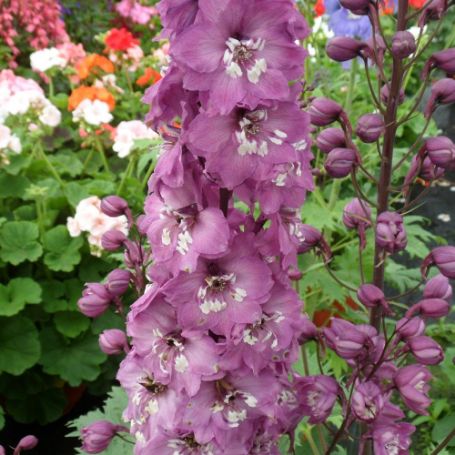 Picture of Magic Fountains Lilac Pink with White Bees Delphinium Plant