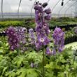 Picture of Magic Fountains Lilac Pink with White Bees Delphinium Plant