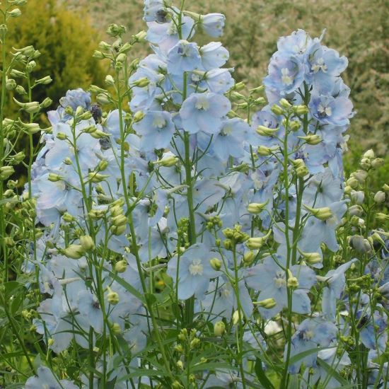 Picture of Magic Fountains Blue Sky Delphinium Plant