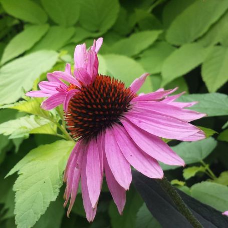 Picture of Double Decker Echinacea Plant