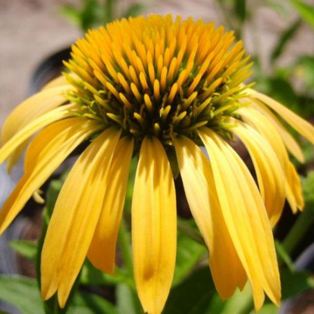 Picture of Big Sky™ Harvest Moon Echinacea Plant