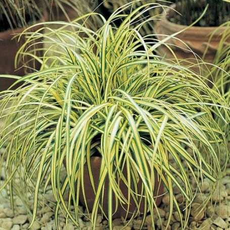 Picture of Variegated Carex Grass Plant