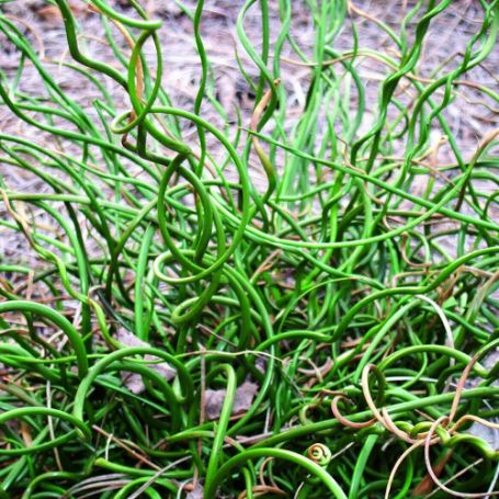 Picture of Curly Wurly Juncus Grass Plant