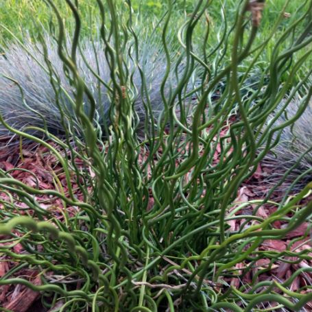 Picture of Spiralis Juncus Grass Plant