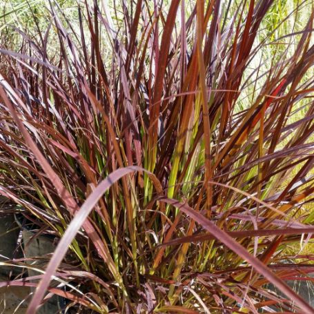 Picture of Dwarf Purple Pennisetum Grass Plant