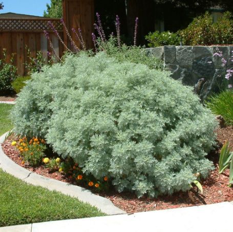 Picture of Powis Castle Artemisia Plant