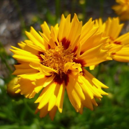 Picture of Rising Sun Coreopsis Plant
