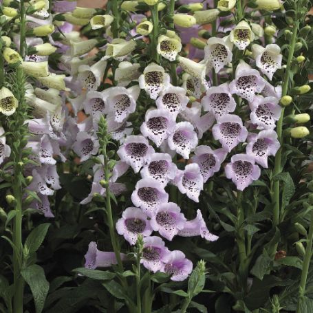 Picture of Camelot® Lavender Digitalis Plant