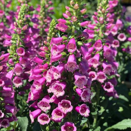 Picture of Camelot® Rose Digitalis Plant