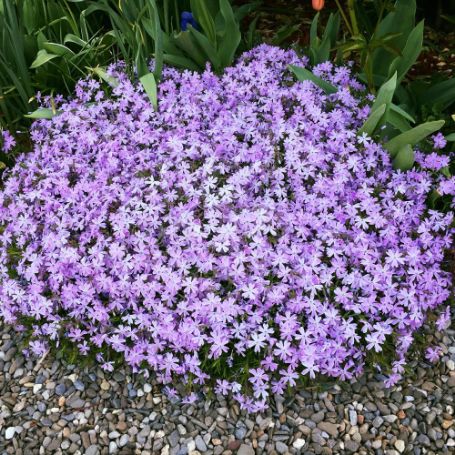 Picture of Blue Emerald Phlox Plant