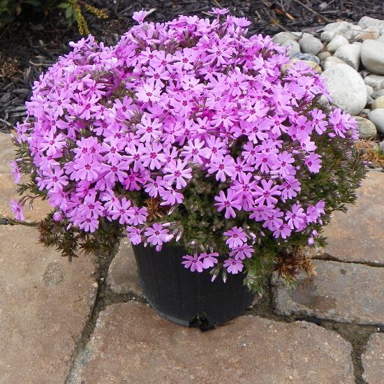 Picture of Emerald Pink Creeping Phlox Plant