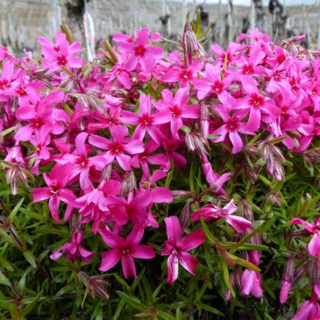 Picture of Red Wings Creeping Phlox Plant