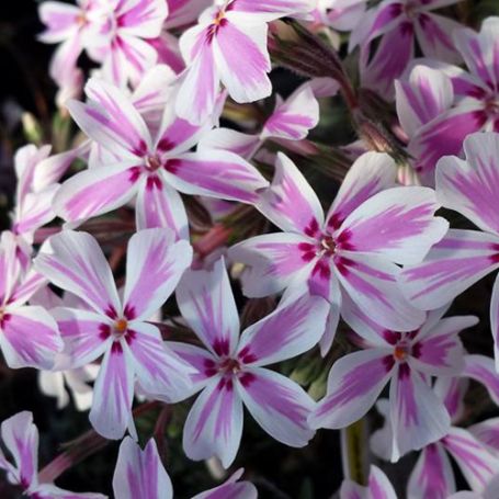 Picture of Candy Stripe Creeping Phlox Plant