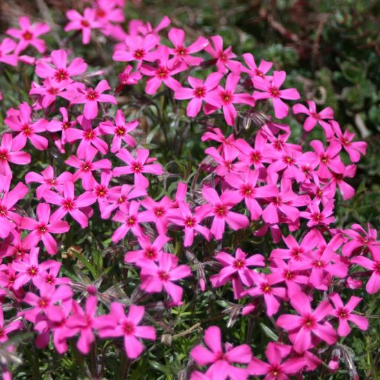 Picture of Scarlet Flame Creeping Phlox Plant