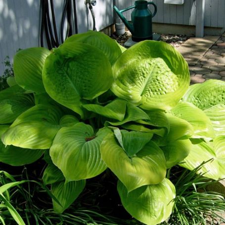 Picture of Sum and Substance Hosta Plant