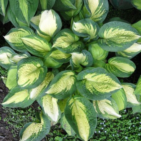 Picture of Great Expectations Hosta Plant