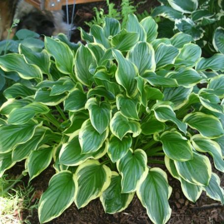 Picture of So Sweet Hosta Plant