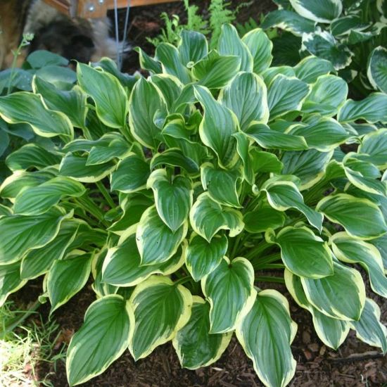 Picture of So Sweet Hosta Plant