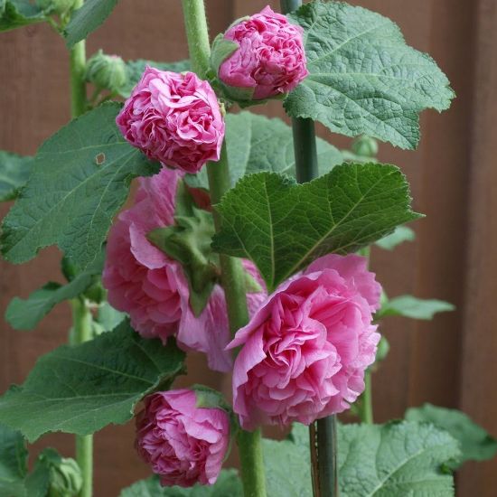 Picture of Chater's Bright Pink Alcea Plant