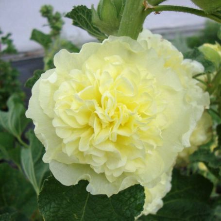 Picture of Chater's Golden Yellow Alcea Plant