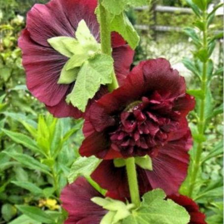 Picture of Chater's Maroon Alcea Plant