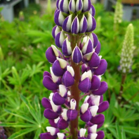 Picture of Popsicle Blue Lupine Plant