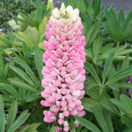 Picture of Popsicle Pink Lupine Plant