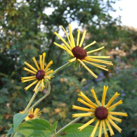 Picture of Henry Eilers Rudbeckia Plant