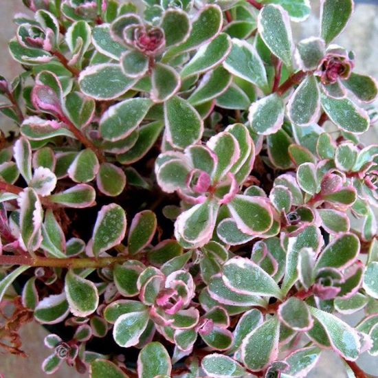 Picture of Tricolor Sedum Plant