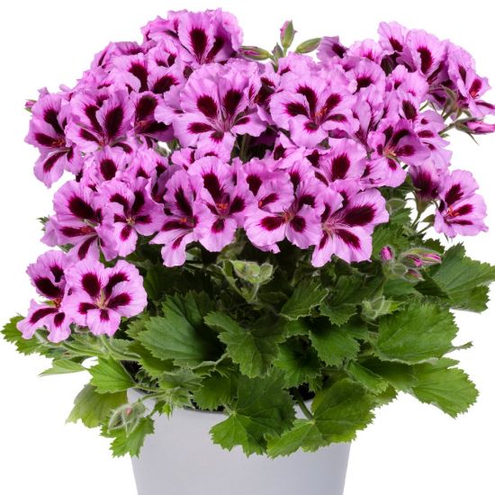 Picture of Aristo® Lilac Purple Geranium Plant