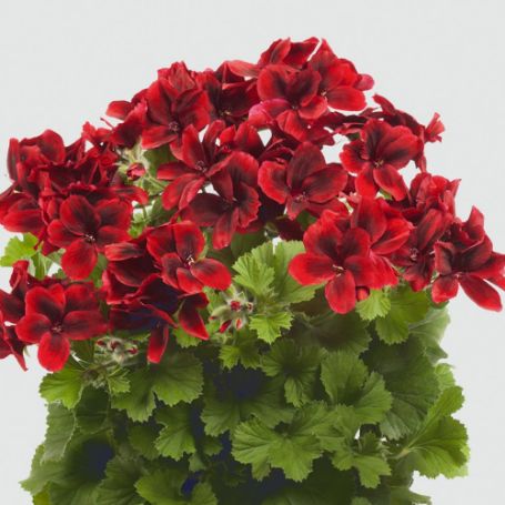 Picture of Aristo® Velvet Red Geranium Plant