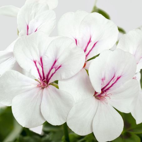 Picture of Shiva® White Geranium Plant