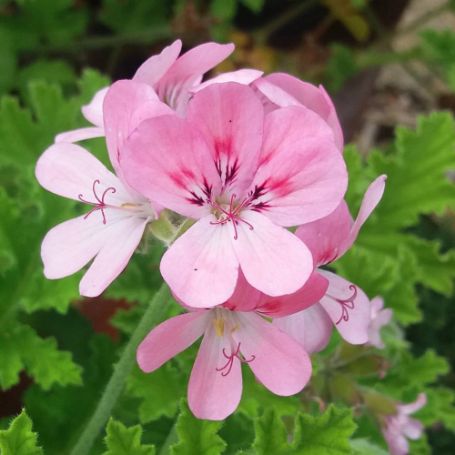 Picture of Sweet Mimosa Geranium Plant