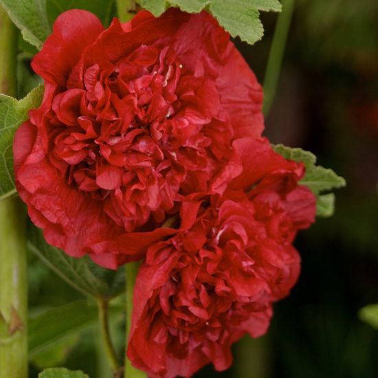 Picture of Chater's Scarlet Alcea Plant