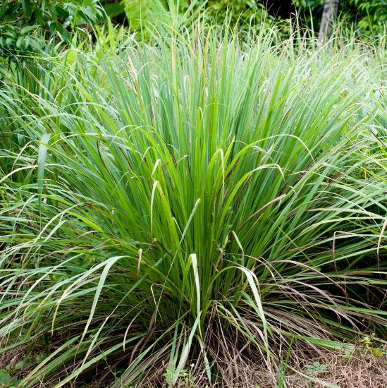 Picture of Lemongrass Herb Plant