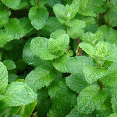 Picture of Apple Mint Herb Plant