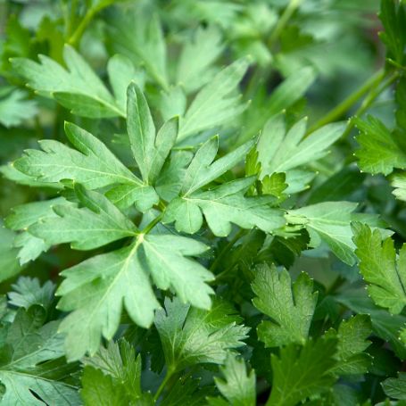Picture of Flat Leaf Parsley Herb Plant
