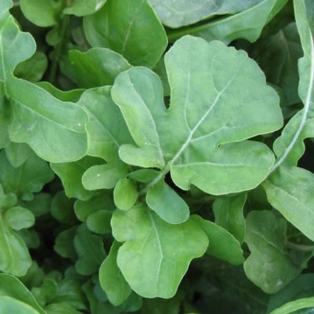 Picture of Roquette Arugula Herb Plant