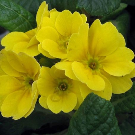 Picture of You and Me Yellow Primrose Plant