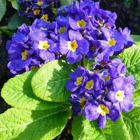 Picture of You and Me Blue Primrose Plant