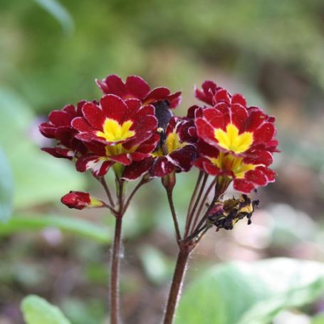 Picture of You and Me Maroon Laced Primrose Plant