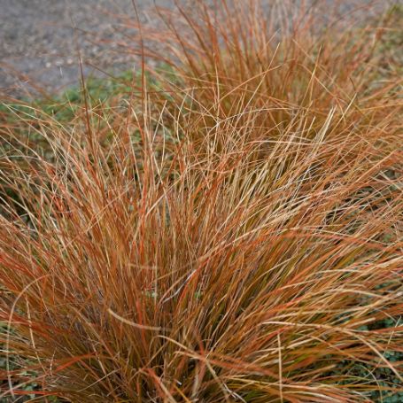 Picture of Bronco Carex Grass Plant