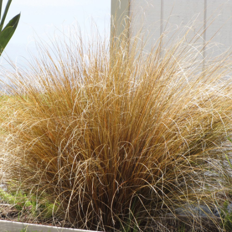 Picture of Red Rooster Carex Grass Plant
