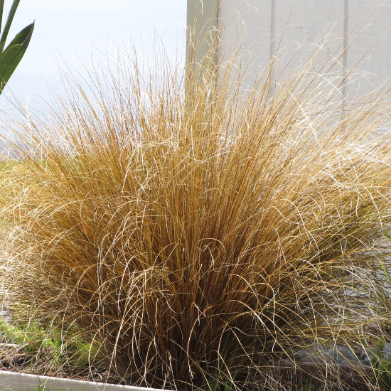 Picture of Red Rooster Carex Grass Plant
