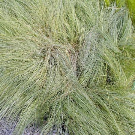 Picture of Wind Dancer Eragrostis Grass Plant