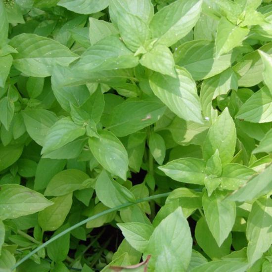 Picture of Lime Basil Herb Plant