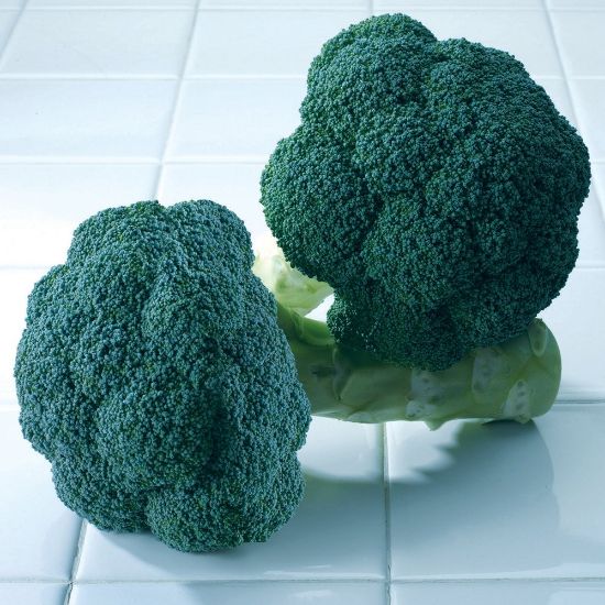 Picture of Avenger Broccoli Plant