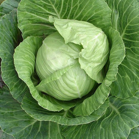 Picture of Stonehead Cabbage Plant